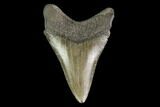 Serrated, Juvenile Megalodon Tooth - Georgia #142345-1
